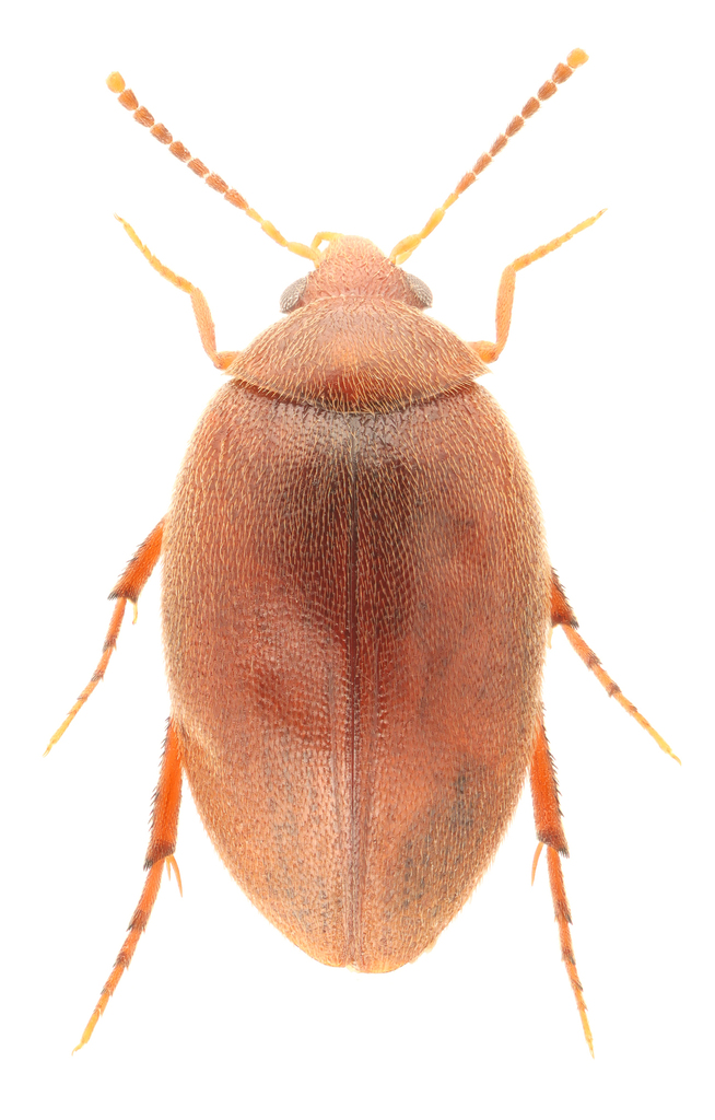 Punctured Plate-thigh Beetle
