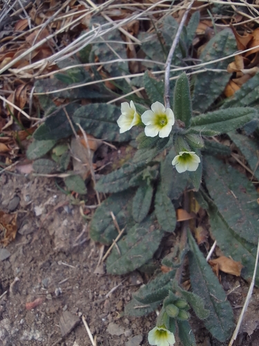 Image of Nonea lutea by (c) Maria Galkina, some rights reserved (CC BY)