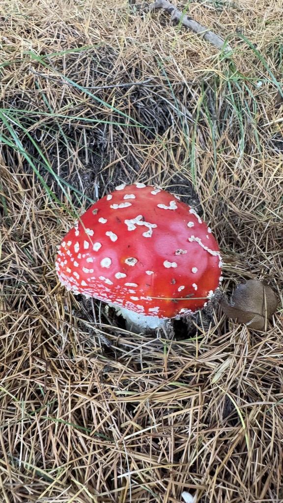 Amanita muscaria · February 2025 · photo: © frankashwood (iNaturalist, cc-by)