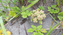 Glehnia littoralis leiocarpa