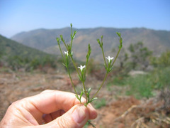 Githopsis diffusa