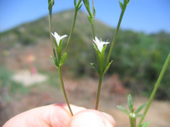 Githopsis diffusa