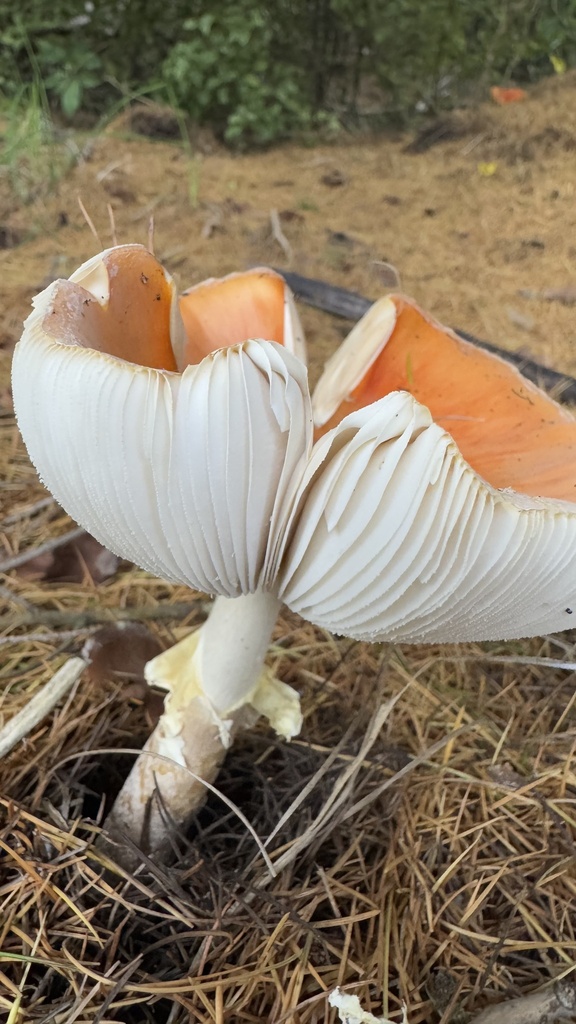 Amanita muscaria · February 2025 · photo: © frankashwood (iNaturalist, cc-by)