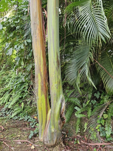 Eucalyptus deglupta