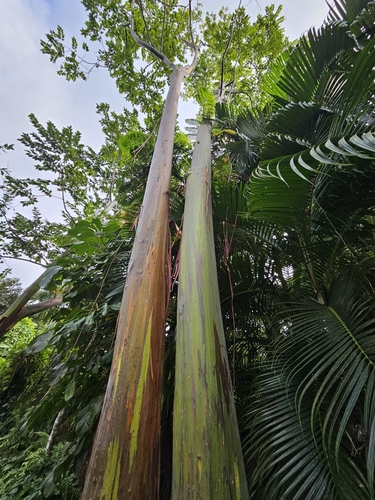 Eucalyptus deglupta