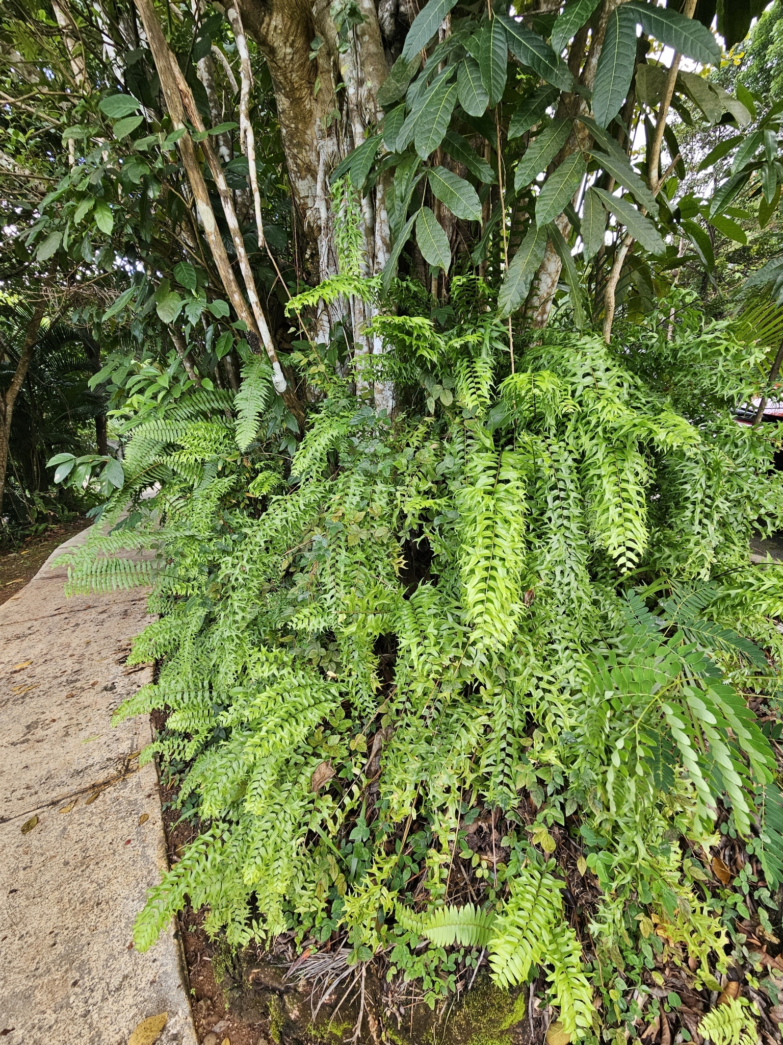 Imagem de Samambaia-espada