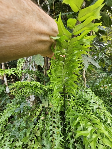 Image of Nephrolepis falcata by no rights reserved