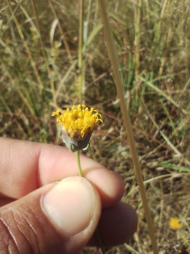 Image of Thelesperma megapotamicum by (c) Matias Baranzelli, some rights reserved (CC BY)