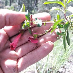 Penstemon isophyllus