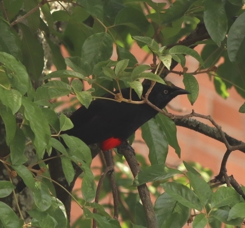 Red-bellied Grackle (Hypopyrrhus pyrohypogaster), photo 3