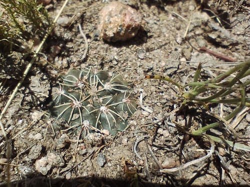 Gymnocalycium bruchii