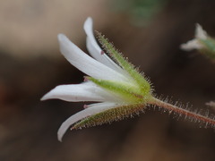 Sabulina nuttallii