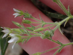 Sabulina nuttallii