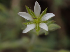 Sabulina nuttallii