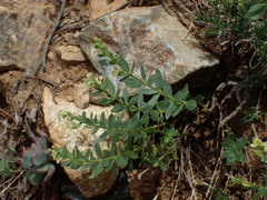 Galium serpenticum scotticum