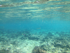 Labroides phthirophagus