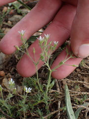 Sabulina nuttallii
