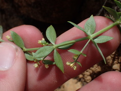 Galium serpenticum scotticum