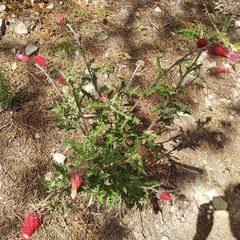 Cirsium anartiolepis