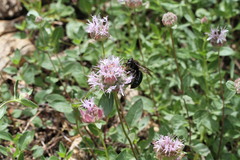 Xylocopa californica californica