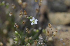 Arenaria humifusa