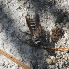 Colpa quinquecincta