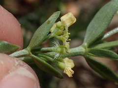 Galium serpenticum scotticum