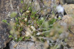 Arenaria humifusa