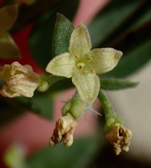Galium serpenticum scotticum