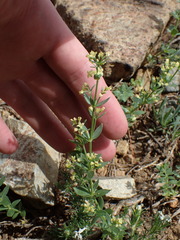 Galium serpenticum scotticum