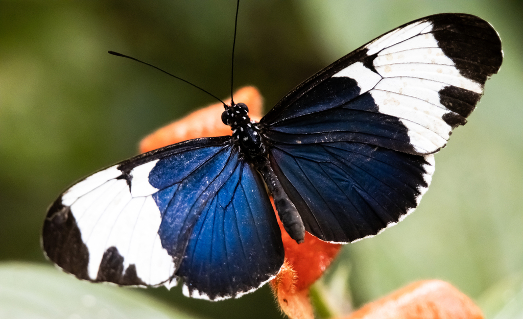 Heliconius sapho