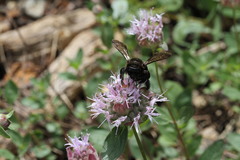 Xylocopa californica californica