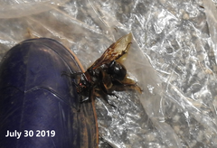 Trypoxylus dichotomus