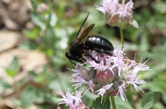 Xylocopa californica californica