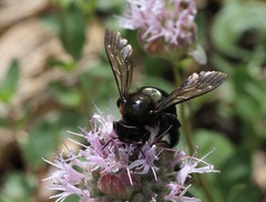 Xylocopa californica californica