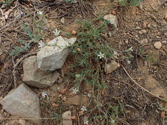 Sabulina nuttallii