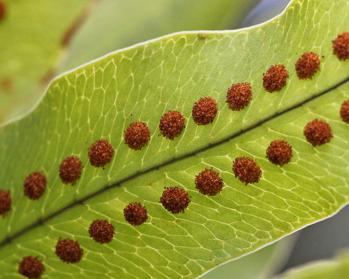 Phlebodium aureum