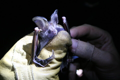 Macrotus californicus