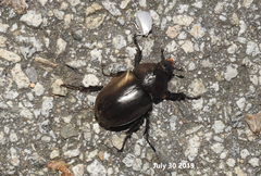 Trypoxylus dichotomus