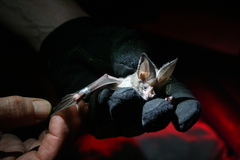 Macrotus californicus