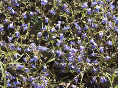 Collinsia torreyi wrightii