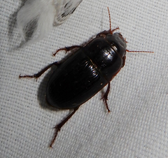 Euryderus grossus