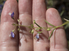 Collinsia torreyi wrightii