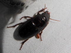Euryderus grossus