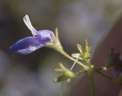 Collinsia torreyi wrightii