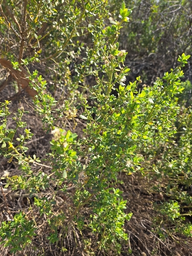 iNaturalist observation photo of coyote brush