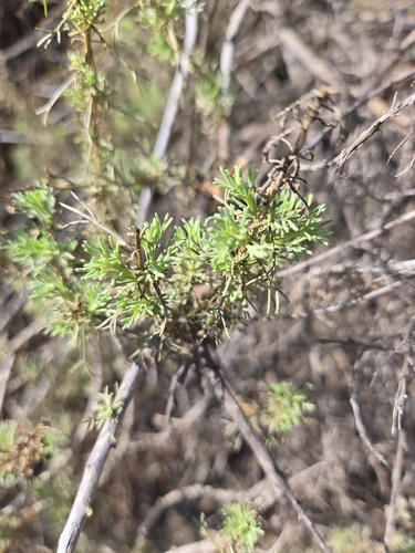 iNaturalist observation photo of California sagebrush