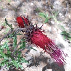 Cirsium anartiolepis
