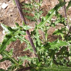 Cirsium anartiolepis