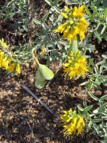 iNaturalist observation photo of Bladderpod
